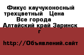 Фикус каучуконосный трехцветный › Цена ­ 500 - Все города  »    . Алтайский край,Заринск г.